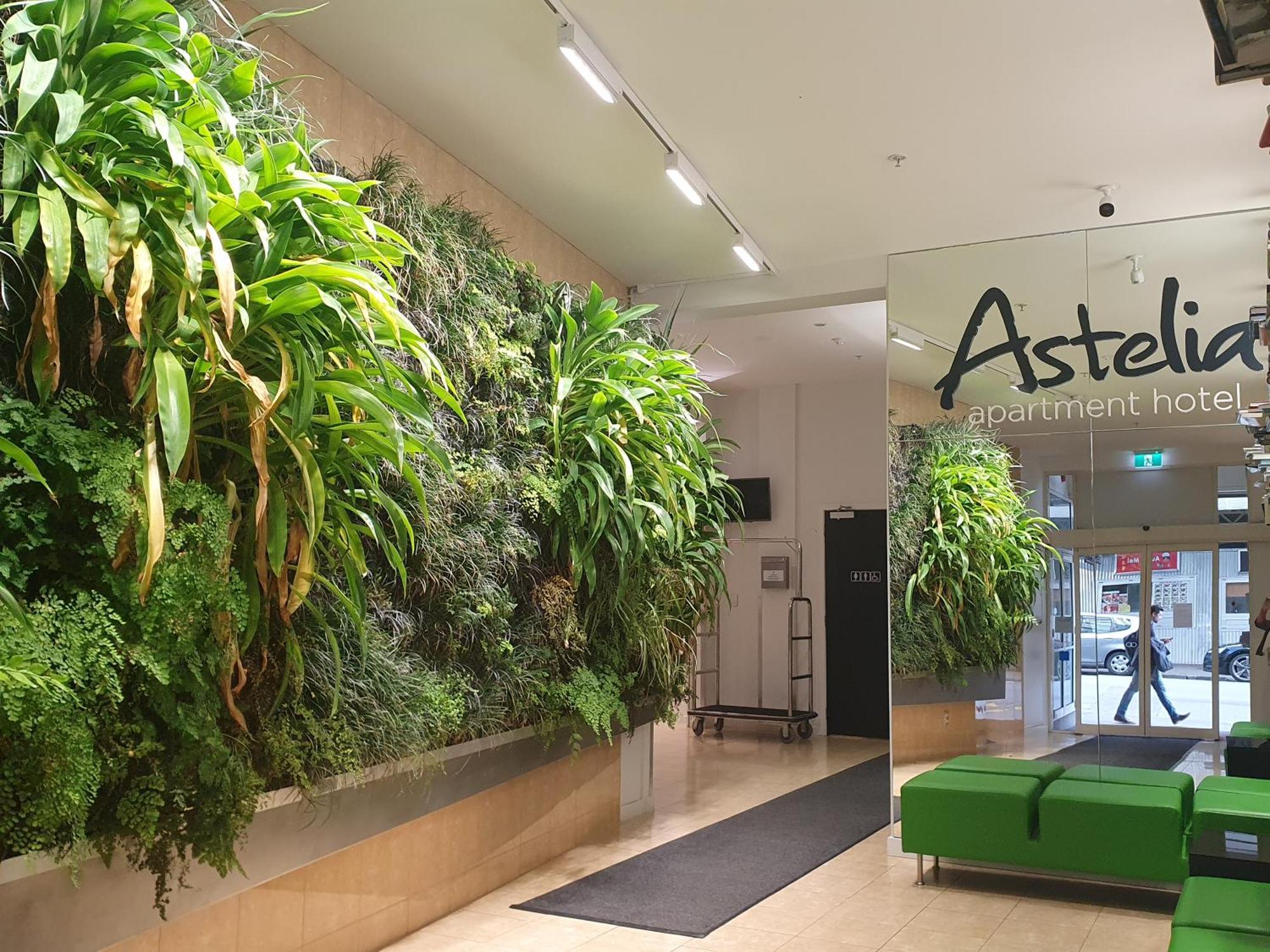 Astelia 4* Wellington