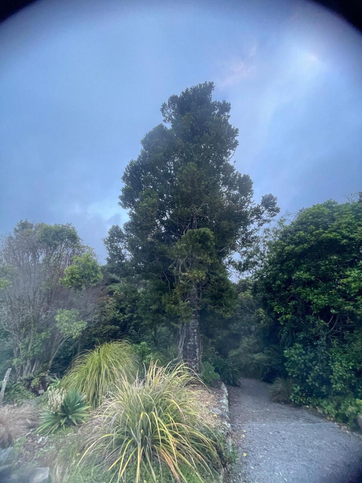 Garden Flat In The Bush *