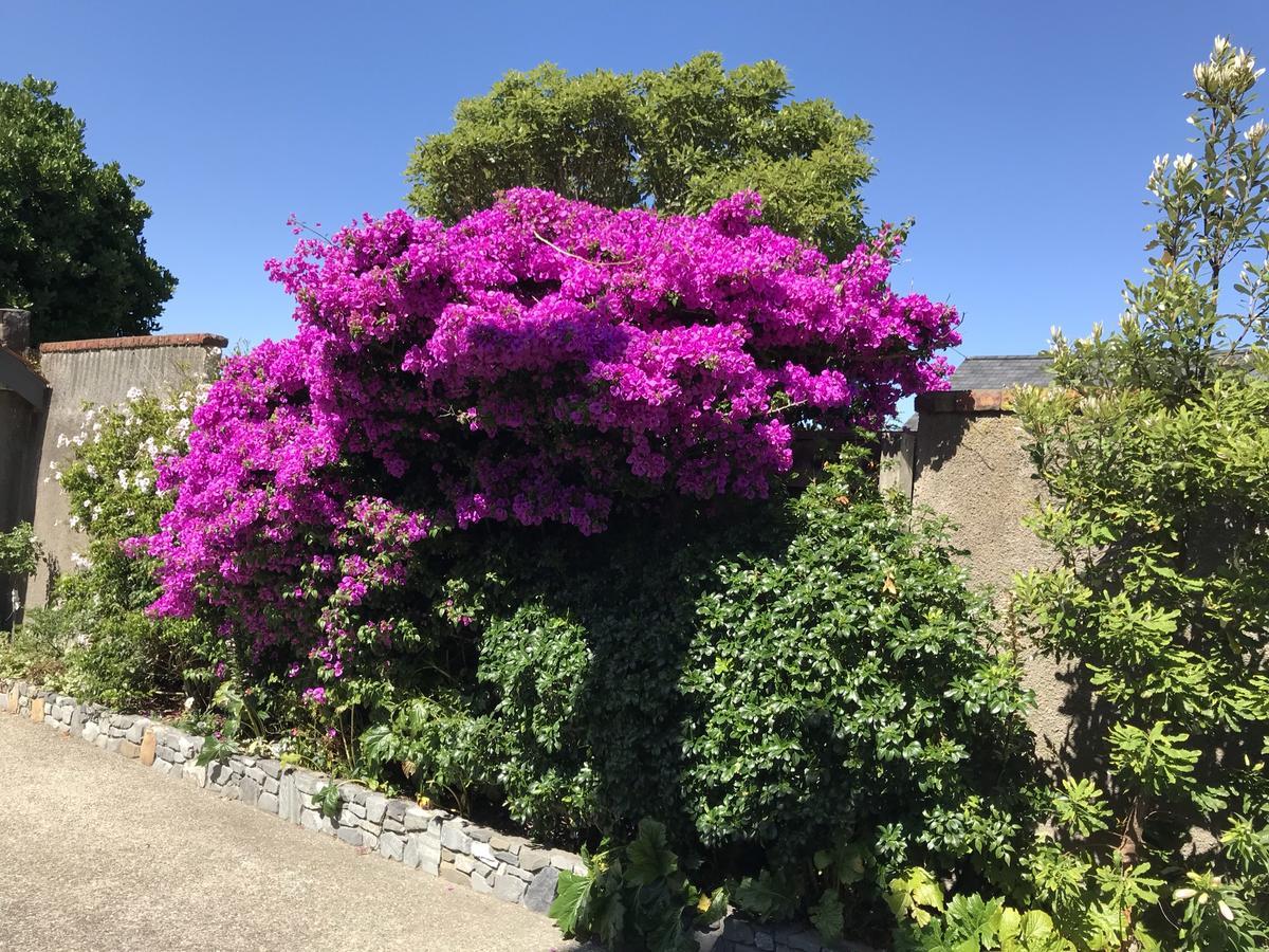 Casa Felina